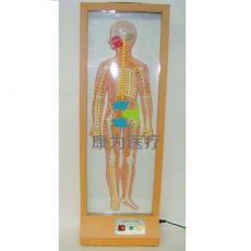 “康為醫療”浮雕式全身周圍神經電動模型